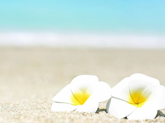 砂浜に花が二つ並んでいる